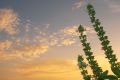20100909175106.jpg