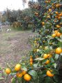 20121201094337.JPG